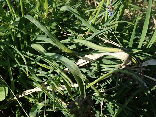 Muscari aucheri \ Auchers Traubenhyazinthe / Aucher-Eloy Grape Hyacinth, D Laudenbach an der Bergstra&szlig;e 17.4.2018