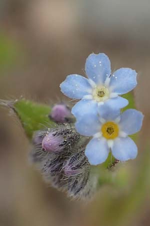 Myosotis arvensis \ Acker-Vergissmeinnicht / Field Forget-me-not, D Alsbach-H&auml;hnlein 28.4.2018