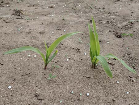 Zea mays \ Mais / Maize, Sweetcorn, D Alsbach-H&auml;hnlein 28.4.2018