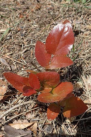 Mahonia x wagneri \ Wagners Mahonie / Wagner's Oregon Grape, D Viernheim 3.5.2018