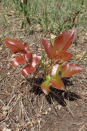 Mahonia x wagneri \ Wagners Mahonie / Wagner's Oregon Grape, D Viernheim 3.5.2018