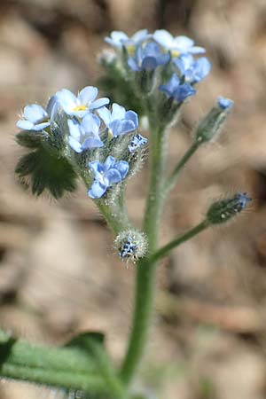 Myosotis arvensis \ Acker-Vergissmeinnicht / Field Forget-me-not, D Schwetzingen 8.5.2018