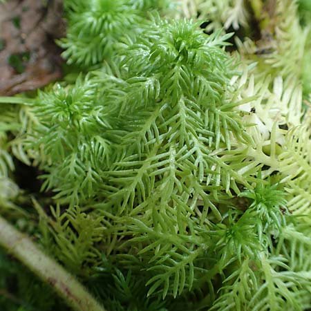 Myriophyllum aquaticum \ Brasilianisches Tausendblatt, Papageienfeder / Parrot Feather Water Milfoil, D Hofheim/Ts. 5.9.2018