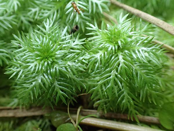 Myriophyllum aquaticum \ Brasilianisches Tausendblatt, Papageienfeder / Parrot Feather Water Milfoil, D Hofheim/Ts. 5.9.2018