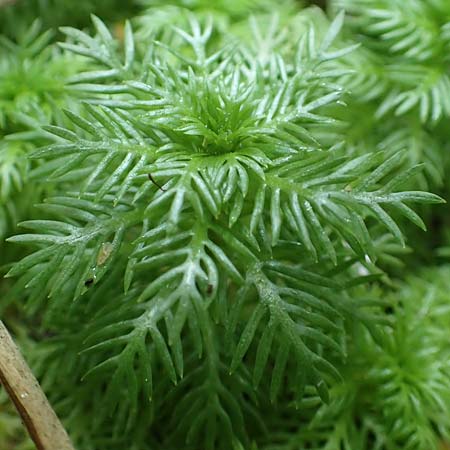 Myriophyllum aquaticum \ Brasilianisches Tausendblatt, Papageienfeder / Parrot Feather Water Milfoil, D Hofheim/Ts. 5.9.2018