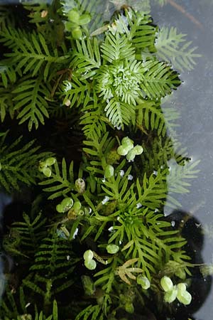 Myriophyllum aquaticum \ Brasilianisches Tausendblatt, Papageienfeder / Parrot Feather Water Milfoil, D Hofheim/Ts. 5.9.2018