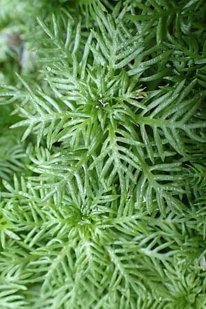 Myriophyllum aquaticum \ Brasilianisches Tausendblatt, Papageienfeder / Parrot Feather Water Milfoil, D Hofheim/Ts. 5.9.2018