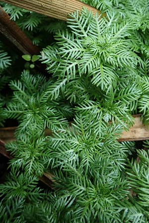 Myriophyllum aquaticum, Brasilianisches Tausendblatt, Papageienfeder
