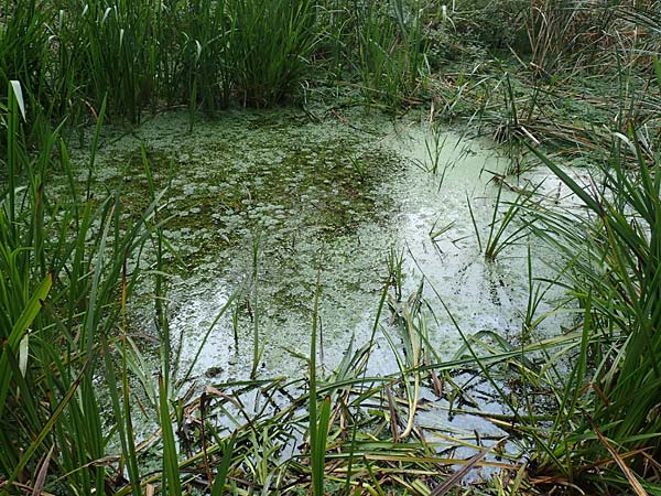Myriophyllum aquaticum \ Brasilianisches Tausendblatt, Papageienfeder / Parrot Feather Water Milfoil, D Hofheim/Ts. 5.9.2018