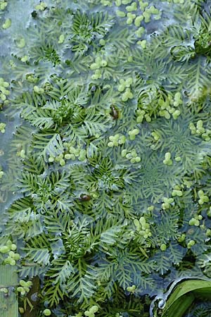 Myriophyllum aquaticum \ Brasilianisches Tausendblatt, Papageienfeder / Parrot Feather Water Milfoil, D Hofheim/Ts. 5.9.2018
