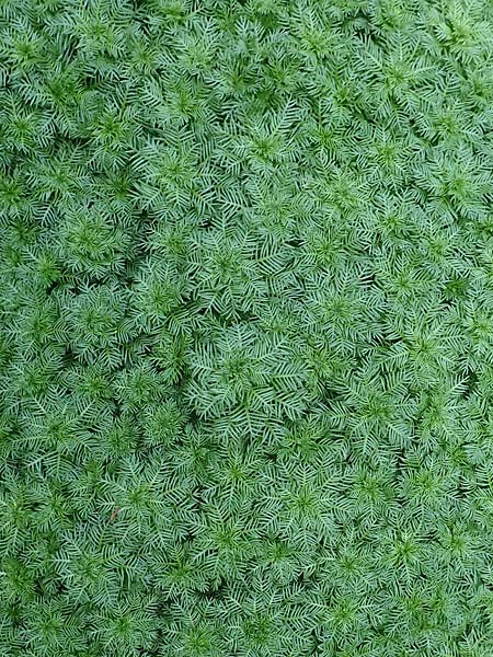 Myriophyllum aquaticum \ Brasilianisches Tausendblatt, Papageienfeder / Parrot Feather Water Milfoil, D Hofheim/Ts. 5.9.2018