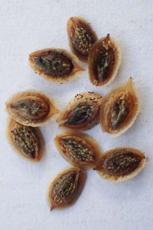 Corispermum marschallii \ Grauer Wanzensame, Marschall-Wanzensame / Marschall Bugseed, D Sandhausen 24.9.2018