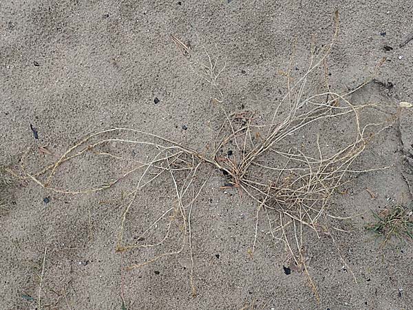 Corispermum marschallii \ Grauer Wanzensame, Marschall-Wanzensame / Marschall Bugseed, D Sandhausen 24.9.2018