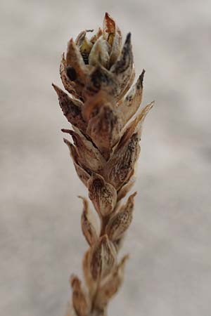 Corispermum marschallii \ Grauer Wanzensame, Marschall-Wanzensame / Marschall Bugseed, D Sandhausen 24.9.2018