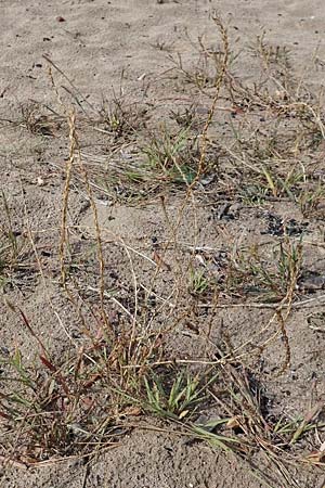 Corispermum marschallii \ Grauer Wanzensame, Marschall-Wanzensame / Marschall Bugseed, D Sandhausen 24.9.2018