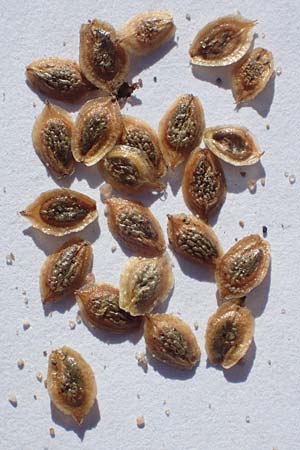 Corispermum marschallii \ Grauer Wanzensame, Marschall-Wanzensame / Marschall Bugseed, D Sandhausen 24.9.2018