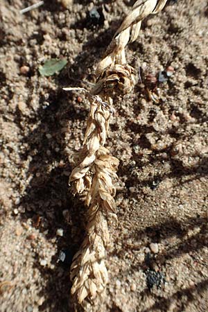 Corispermum marschallii \ Grauer Wanzensame, Marschall-Wanzensame / Marschall Bugseed, D Sandhausen 24.9.2018
