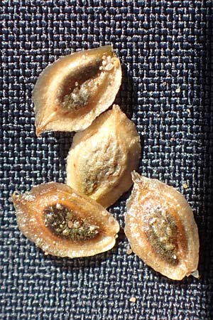 Corispermum marschallii \ Grauer Wanzensame, Marschall-Wanzensame / Marschall Bugseed, D Sandhausen 24.9.2018