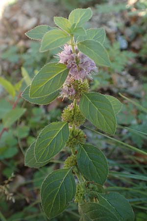 Mentha arvensis \ Acker-Minze / Corn Mint, D Dossenheim 30.9.2018