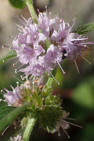 Mentha arvensis \ Acker-Minze / Corn Mint, D Dossenheim 30.9.2018