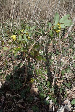 Mahonia aquifolium \ Gew�hnliche Mahonie / Shining Oregon Grape, Tall Oregon Grape, D R&ouml;merberg 13.3.2019