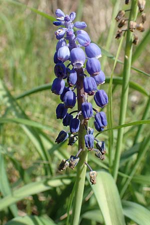 Muscari aucheri \ Auchers Traubenhyazinthe / Aucher-Eloy Grape Hyacinth, D Laudenbach an der Bergstra&szlig;e 16.4.2019