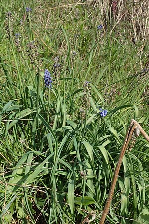 Muscari aucheri \ Auchers Traubenhyazinthe / Aucher-Eloy Grape Hyacinth, D Laudenbach an der Bergstra&szlig;e 16.4.2019