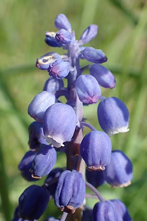 Muscari aucheri \ Auchers Traubenhyazinthe / Aucher-Eloy Grape Hyacinth, D Laudenbach an der Bergstra&szlig;e 16.4.2019