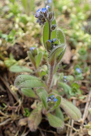 Myosotis ramosissima \ H�gel-Vergissmeinnicht / Early Forget-me-not, D Schwetzingen 3.4.2020