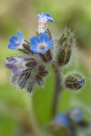 Myosotis ramosissima \ H�gel-Vergissmeinnicht / Early Forget-me-not, D Schwetzingen 3.4.2020