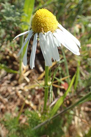 Matricaria chamomilla \ Echte Kamille / Scented Mayweed, D Gr&uuml;nstadt-Asselheim 26.4.2020