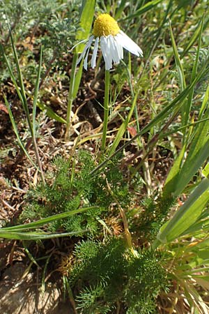 Matricaria chamomilla \ Echte Kamille / Scented Mayweed, D Gr&uuml;nstadt-Asselheim 26.4.2020