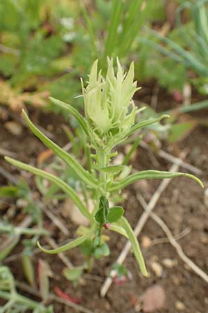 Melampyrum arvense \ Acker-Wachtelweizen / Field Cow-Wheat, D Neuleiningen 25.5.2020