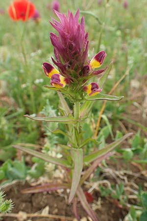 Melampyrum arvense, Acker-Wachtelweizen