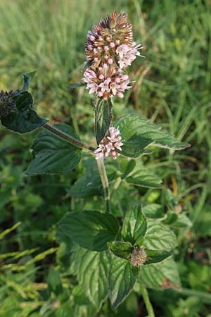 Mentha aquatica, Wasser-Minze