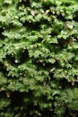 Marchantiales spec4 ? \ Folioses Lebermoos / Leafy Liverwort, D Pirmasens 15.11.2020
