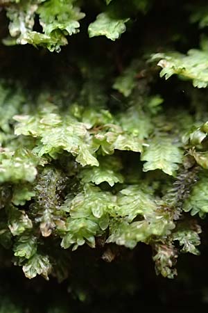 Marchantiales spec4 ? \ Folioses Lebermoos / Leafy Liverwort, D Pirmasens 15.11.2020