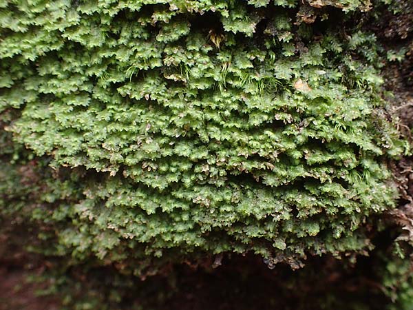 Marchantiales spec4 ? \ Folioses Lebermoos / Leafy Liverwort, D Pirmasens 15.11.2020