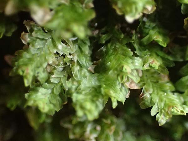 Marchantiales spec4 ? \ Folioses Lebermoos / Leafy Liverwort, D Pirmasens 15.11.2020