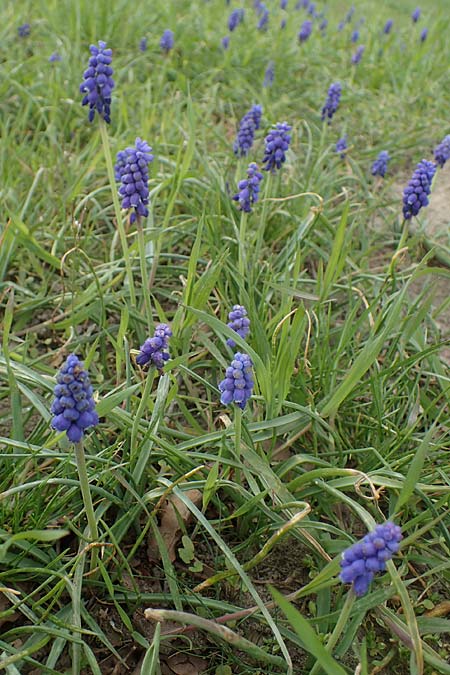 Muscari armeniacum, Armenische Traubenhyazinthe
