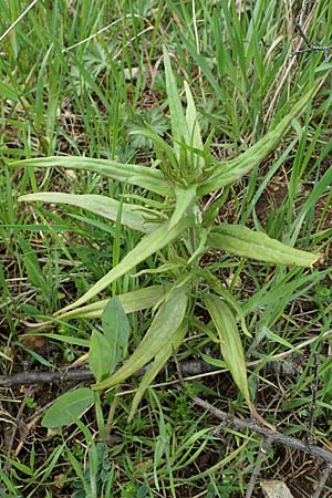 Melampyrum arvense \ Acker-Wachtelweizen / Field Cow-Wheat, D Neuleiningen 15.5.2021