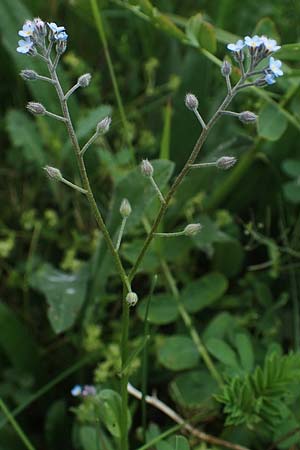 Myosotis arvensis \ Acker-Vergissmeinnicht / Field Forget-me-not, D Mannheim 15.5.2021