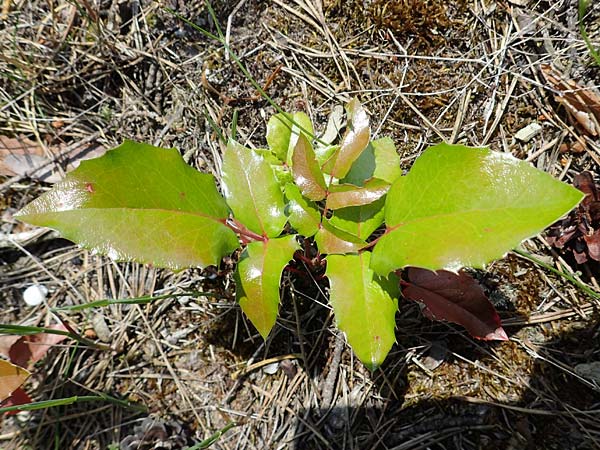 Mahonia aquifolium \ Gew�hnliche Mahonie / Shining Oregon Grape, Tall Oregon Grape, D Mannheim 10.6.2021