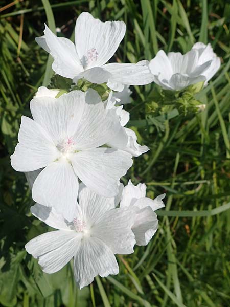 Malva moschata \ Moschus-Malve / Musk Mallow, D Odenwald, F&uuml;rth 21.8.2021