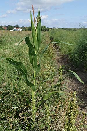 Zea mays \ Mais / Maize, Sweetcorn, D Weisenheim am Sand 26.8.2021