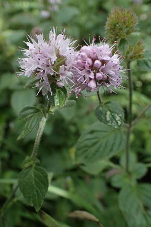 Mentha aquatica \ Wasser-Minze / Water Mint, D Neuleiningen 26.8.2021