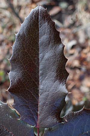 Mahonia aquifolium \ Gew�hnliche Mahonie / Shining Oregon Grape, Tall Oregon Grape, D Mannheim 9.2.2022