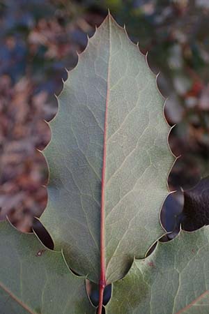 Mahonia aquifolium \ Gew�hnliche Mahonie / Shining Oregon Grape, Tall Oregon Grape, D Mannheim 9.2.2022