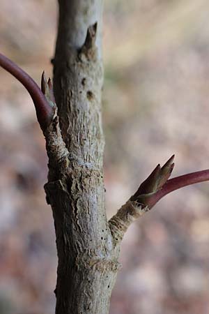 Mahonia aquifolium \ Gew�hnliche Mahonie / Shining Oregon Grape, Tall Oregon Grape, D Mannheim 9.2.2022