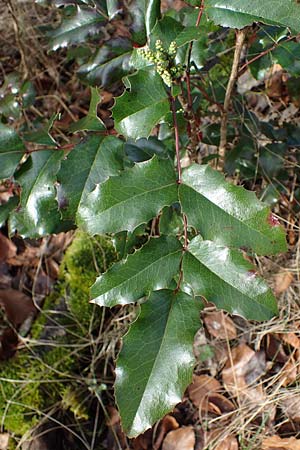 Mahonia aquifolium \ Gew�hnliche Mahonie / Shining Oregon Grape, Tall Oregon Grape, D Mannheim 9.2.2022